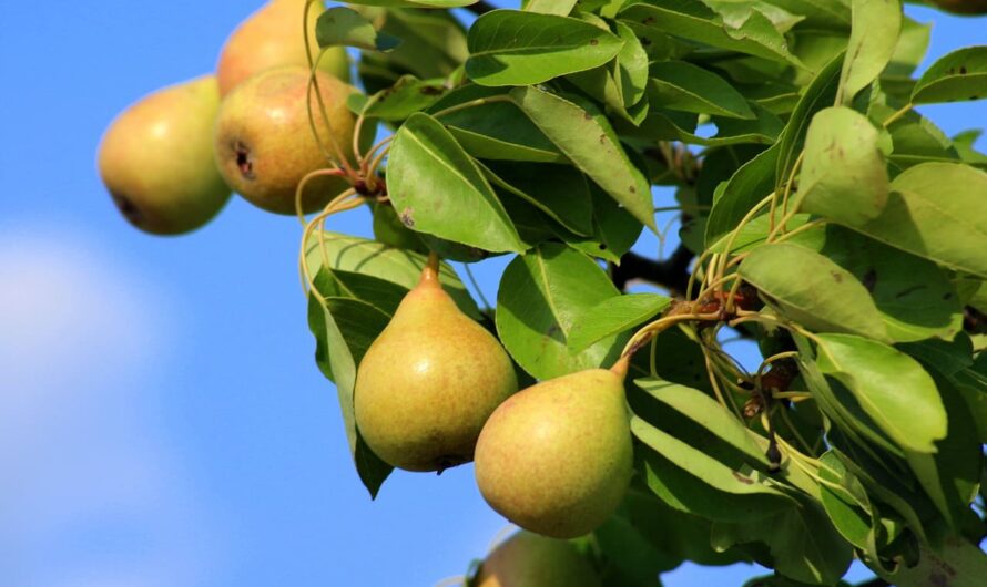 Морозостійкі груші для суворого клімату: відмінно переносять морози і рясно плодоносять.