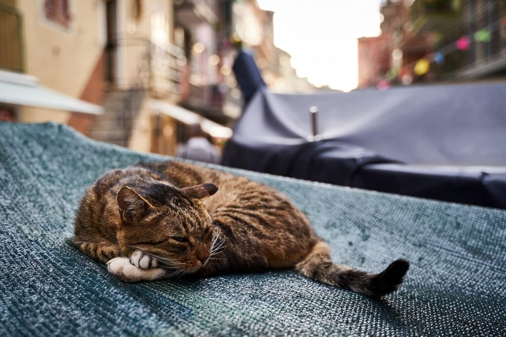 як організувати сон тварини