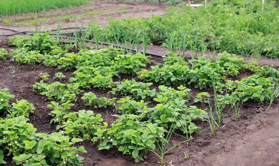 Планування городу: як розташувати грядки правильно