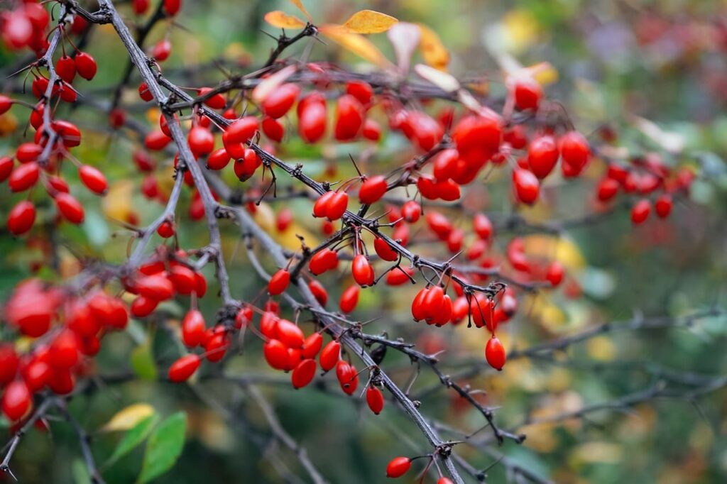 какие растения не боятся засухи