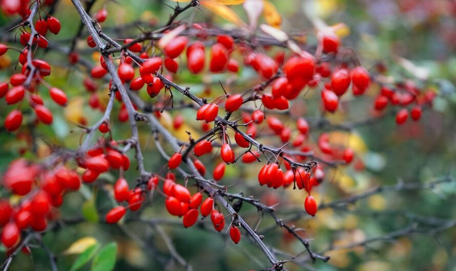 Не потрібно поливати кожен день: які квіти, кущі й дерева витримають навіть спеку?