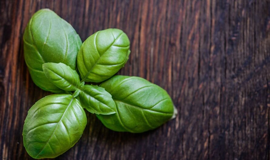 Не покупайте больше зелень в магазине! Как вырастить базилик на подоконнике собственными руками?