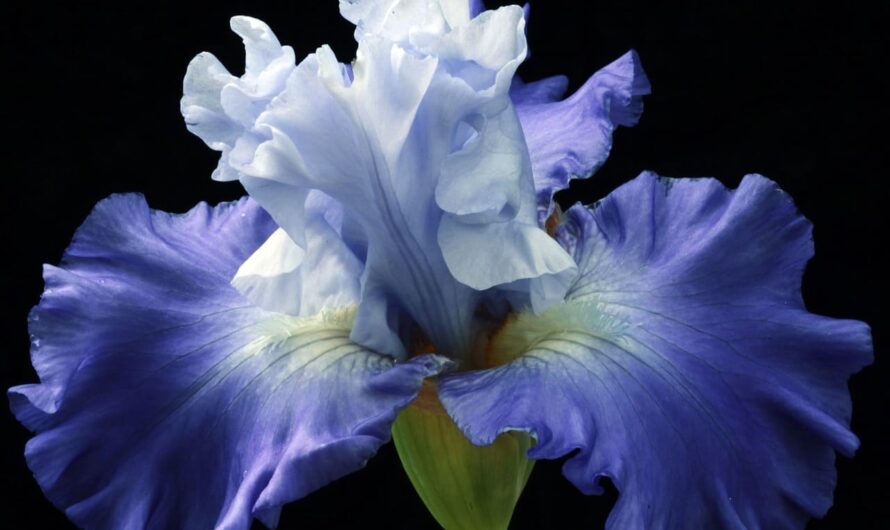 Секрети професіоналів: як іриси стають справжньою гордістю саду!