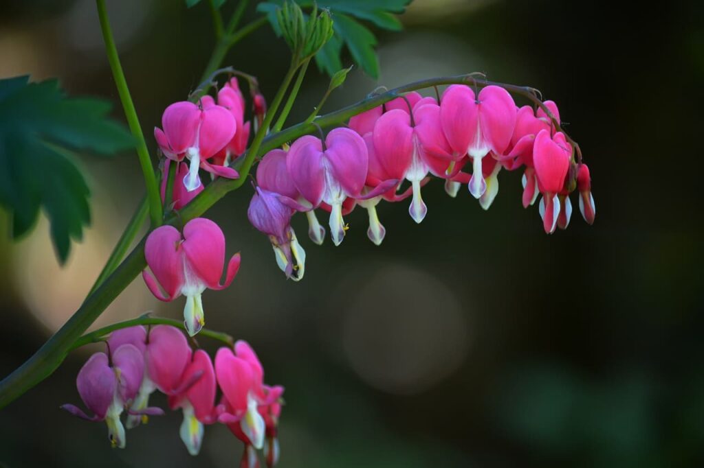 які квіти посадити для прикраси