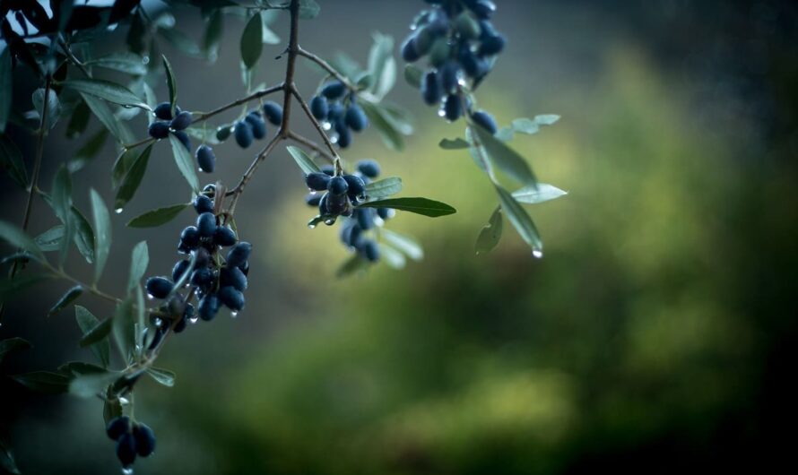 От мечты к реальности: как вырастить оливковые деревья даже в неблагоприятном климате