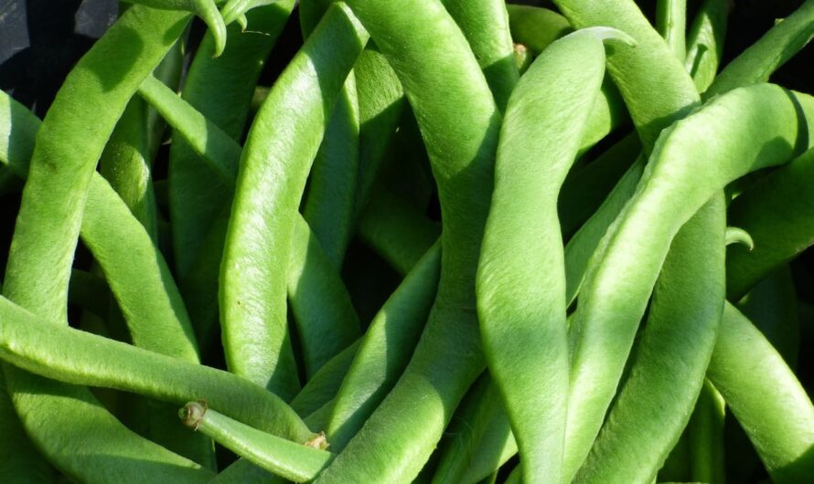 Ваши дети будут в восторге: как вырастить подсолнух, мяту и тыкву вместе?