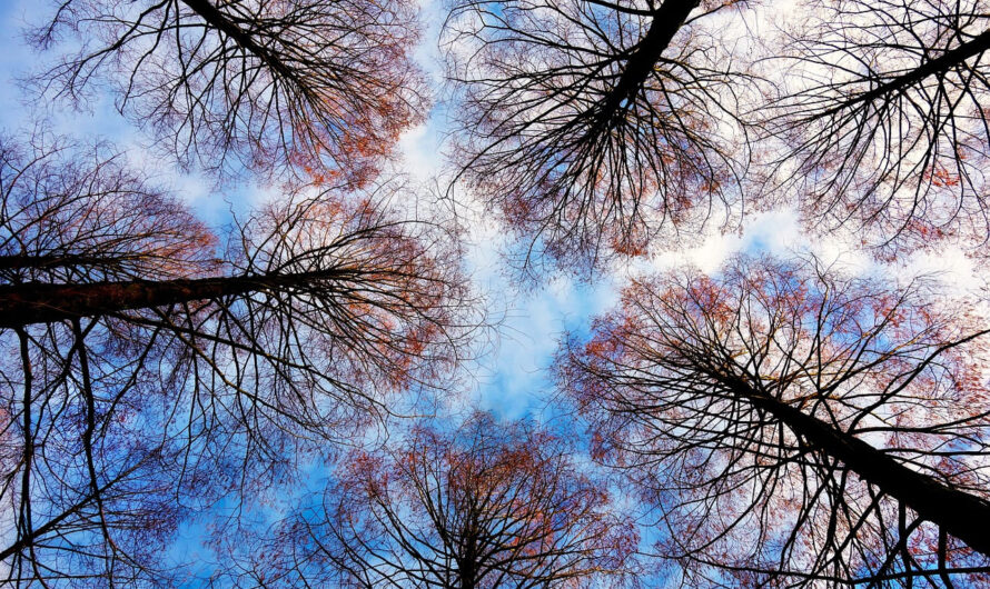 Шокирующие преимущества этих деревьев для тени: почему они идеальны для твоего сада!