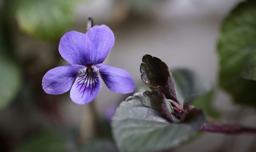 Подруга завидовала моим фиалкам, пока я не раскрыла ей этот лайфхак!