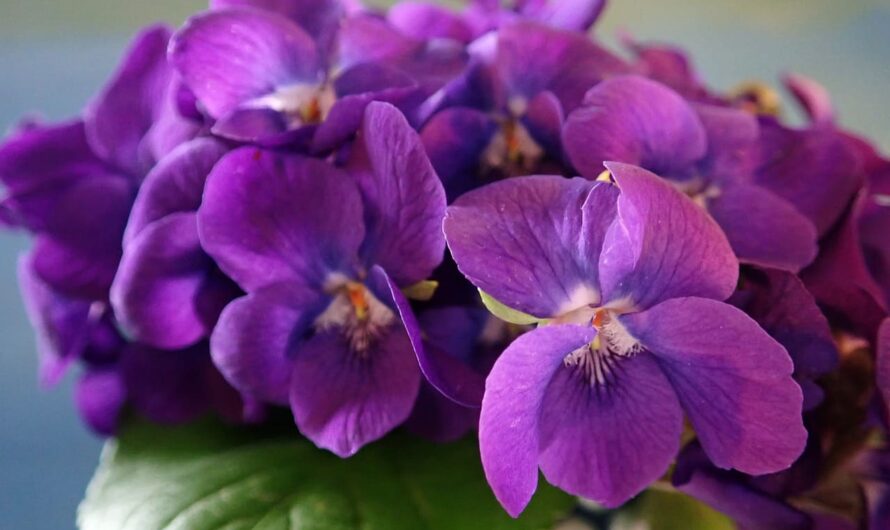 Как понять, достаточно ли света вашим растениям, и что делать, если нет