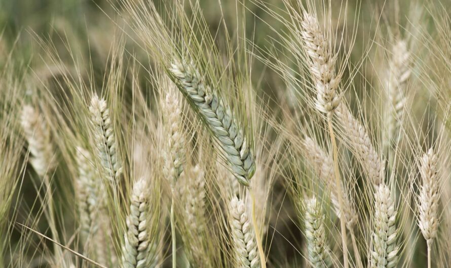 Ці злаки змінять ваш сад: як вирощувати здорову їжу без глютену!