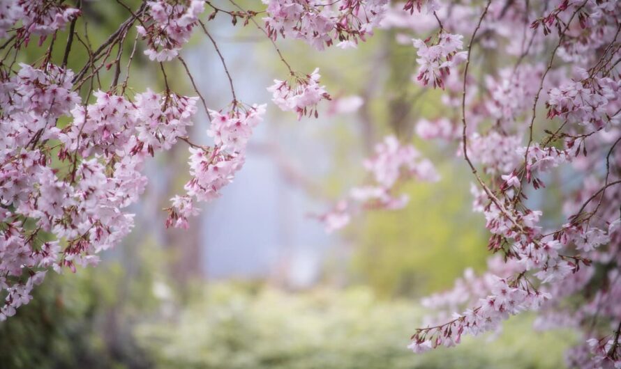 Сад, как с обложки! Вы не поверите, как это легко сделать!
