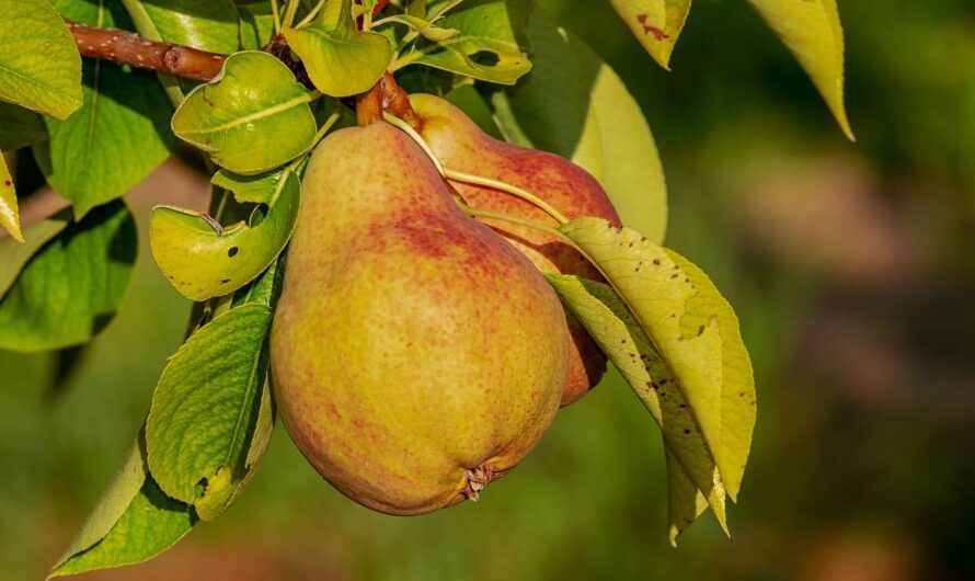 Ваше дерево груши перестало плодоносить? Узнайте, какие ошибки вы могли допустить