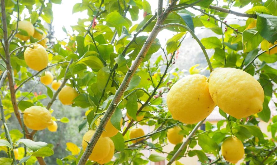 Секреты выращивания комнатного лимона: как ухаживать за ним зимой