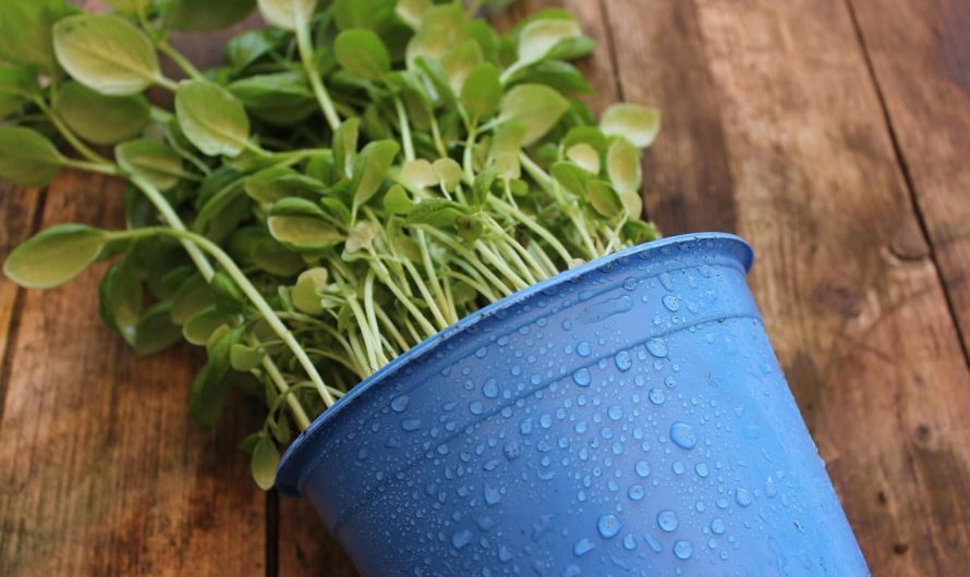 Рассада огурцов вытягивается: как избежать этой ошибки