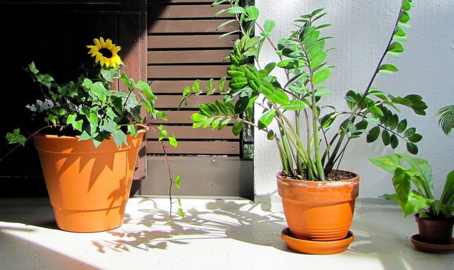 Цветы на балконе зимой: какие растения выдерживают морозы?