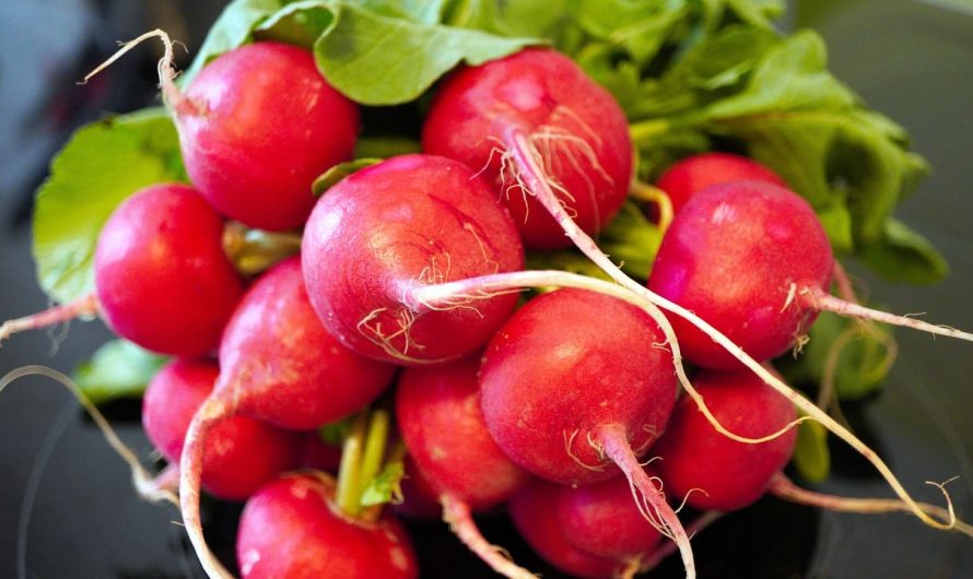 Редис без трещин: ошибки во время полива, которые могут все испортить