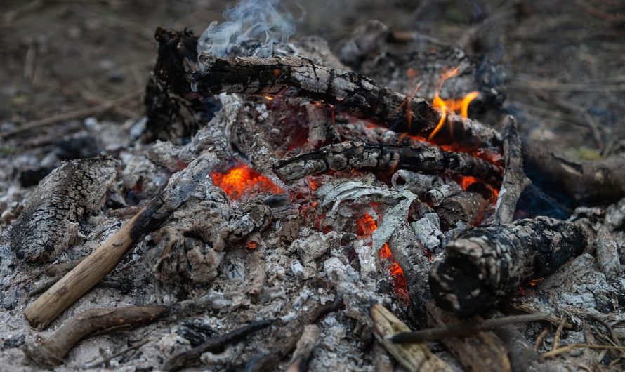 Стоит ли использовать золу в саду? Вот для каких растений она опасна