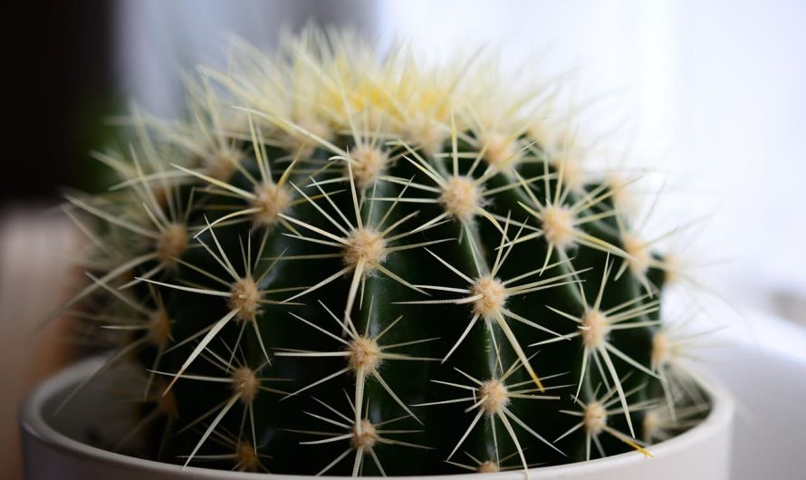 Почему комнатные растения начинают сохнуть: ошибки в уходе, о которых вы не знали