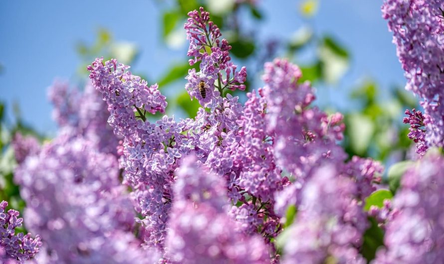 Эти кусты защищают ваш сад от ветра: что лучше посадить вдоль участка