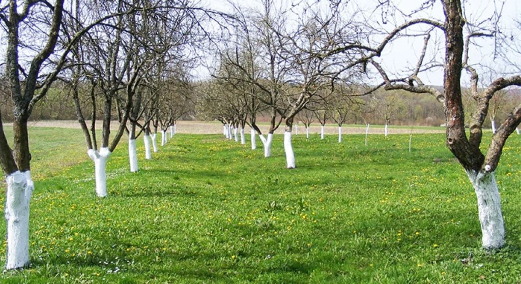 які дерева не можна білити весною