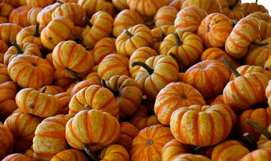 Секрет тыкв-гигантов: какое удобрение выбирают профессионалы