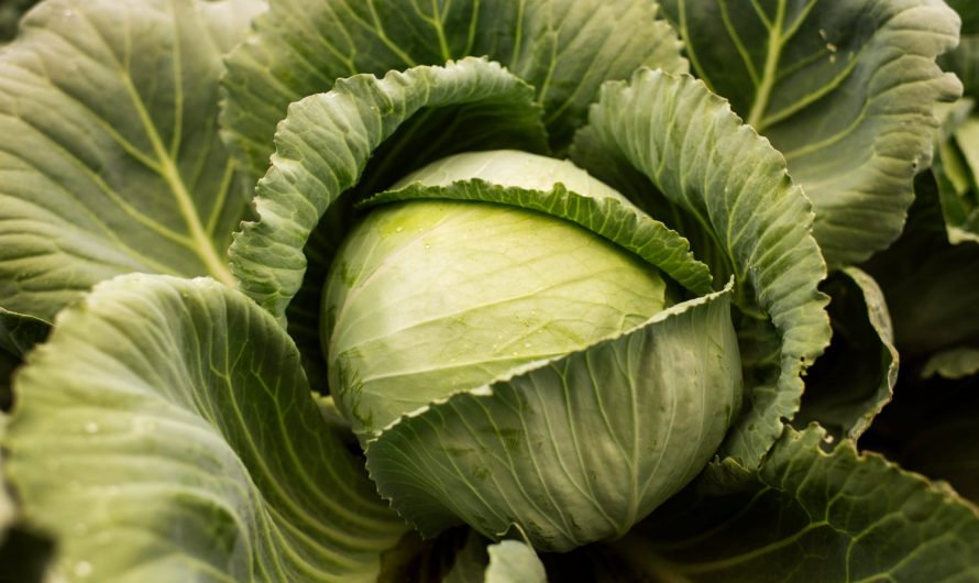 Цей полив вбиває капусту — уникай його наприкінці літа!