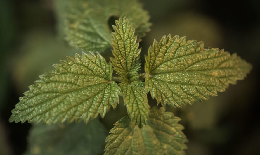 Чому кропива на ділянці — це добре: несподівані переваги для садівників