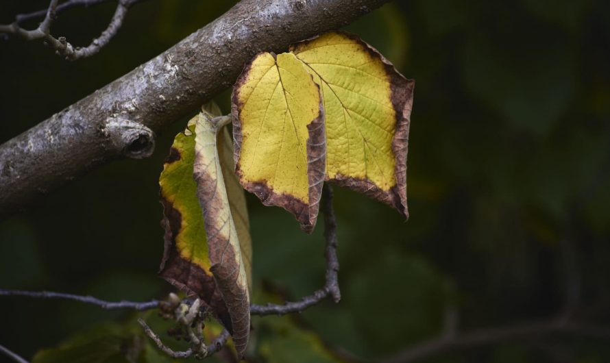 Что вызывает монилиоз и как от него избавиться: советы для садоводов