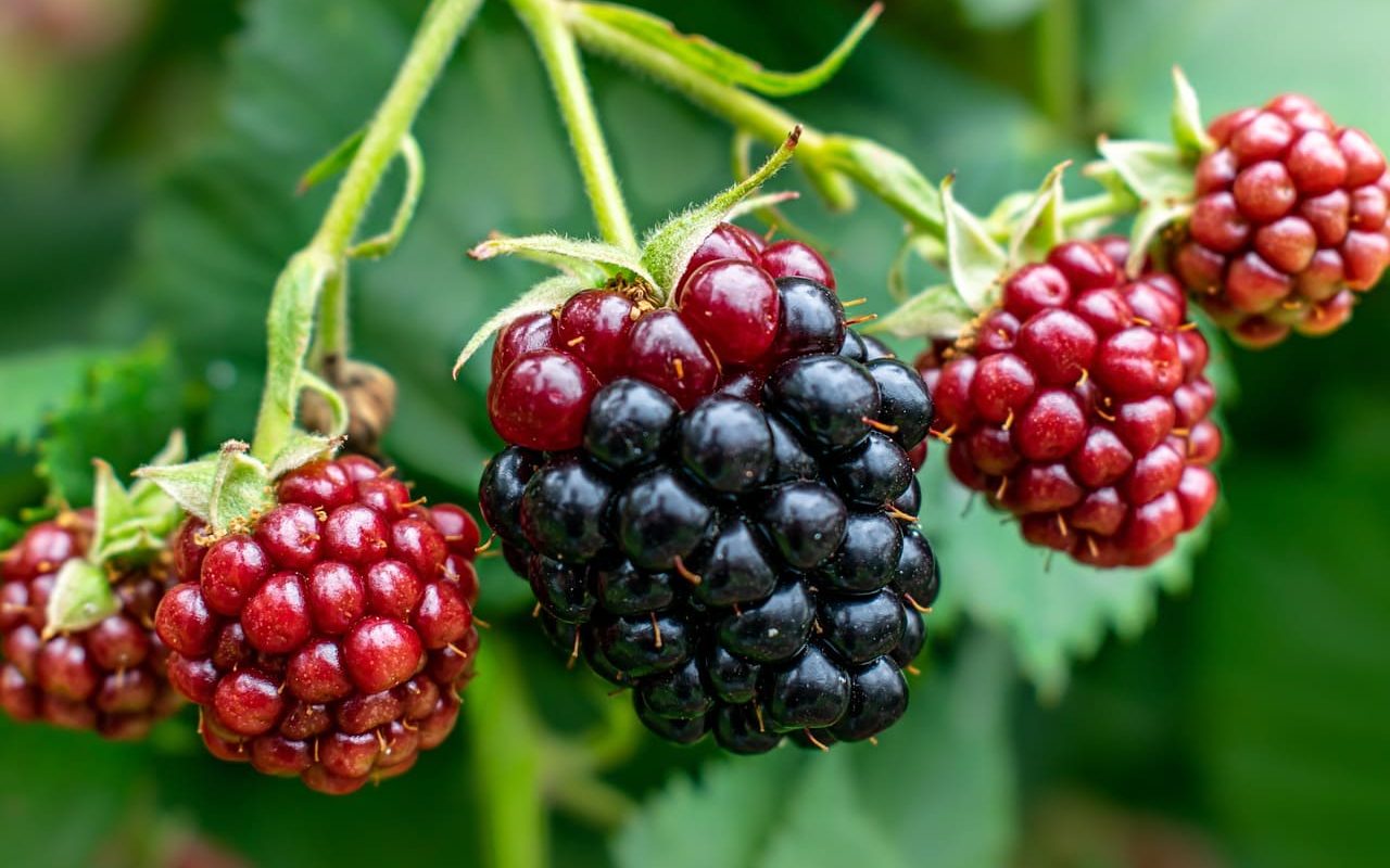 Как размножить ежевику