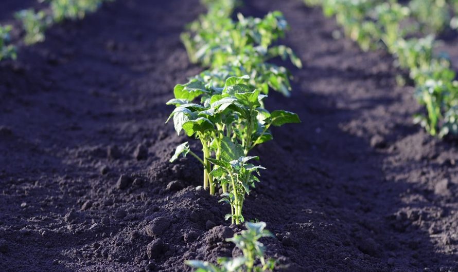 Які овочі можна сіяти в ґрунт у квітні, навіть якщо ще холодно