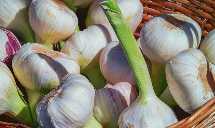 Хотите большой урожай чеснока? Весной подкормите грядку этими 3 удобрениями