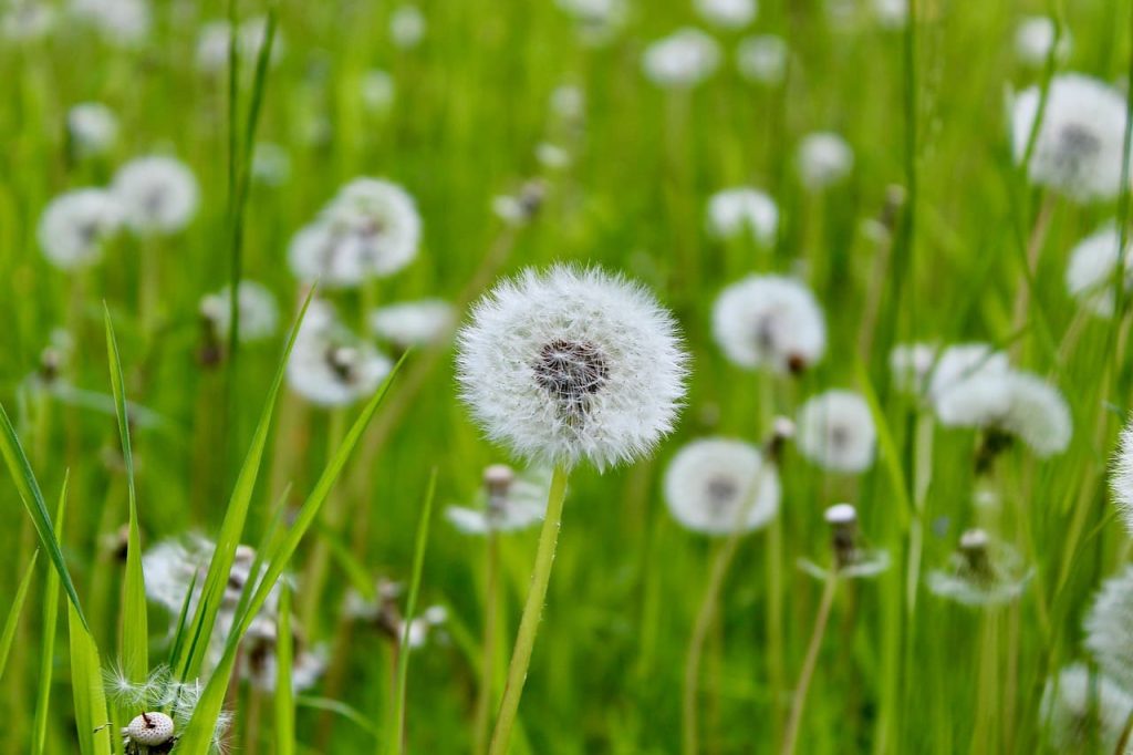 що знищує кульбаби