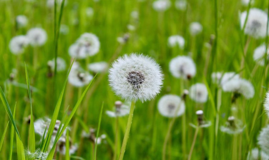 Забудьте про косу: що реально знищує кульбаби на ділянці