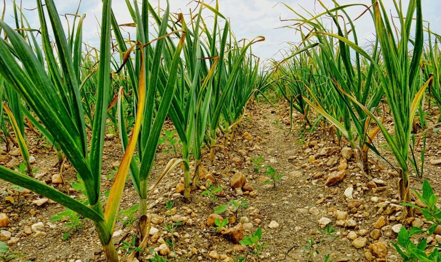 Желтеет чеснок весной? Вот лучшая подпитка для спасения урожая чеснока