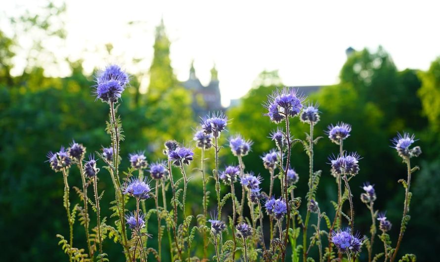 Посадите это растение — и почва станет как новая: секрет плодородной земли