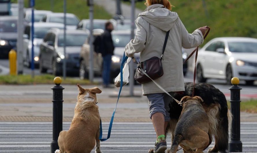 Окончательный ответ от специалистов: когда лучше выгуливать собаку — утром или вечером