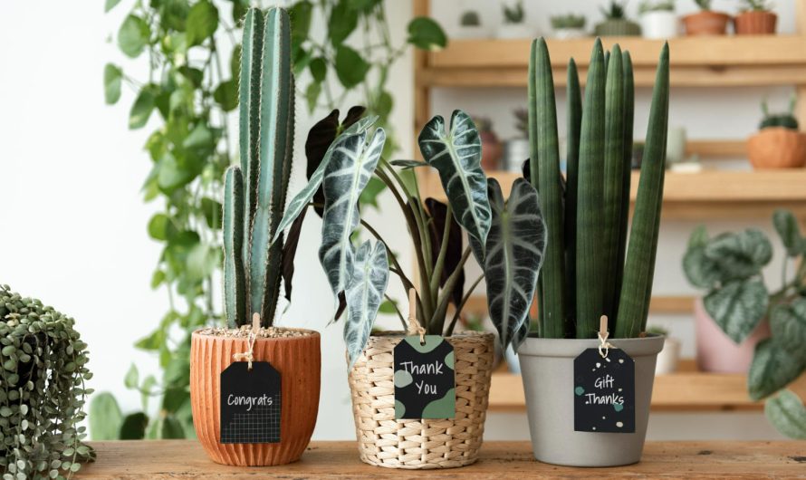 Лайфхаки для комнатных цветов: простые и работающие советы