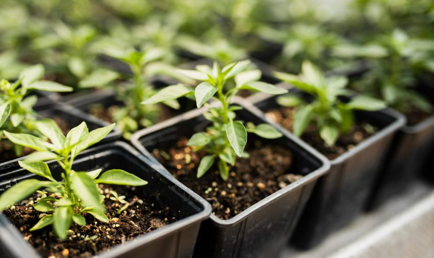 Не маєш дачі? Не біда! Ці рослини ростуть навіть у пляшці!