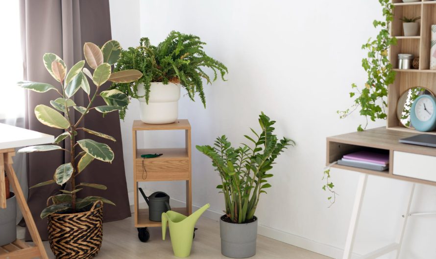 Почни з нуля: рослини, які ростуть навіть у тих, хто забуває їх поливати!