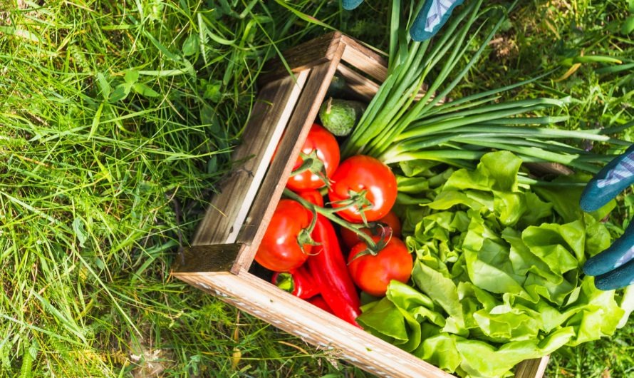 Як отримати ранній урожай: овочі, які можна садити восени