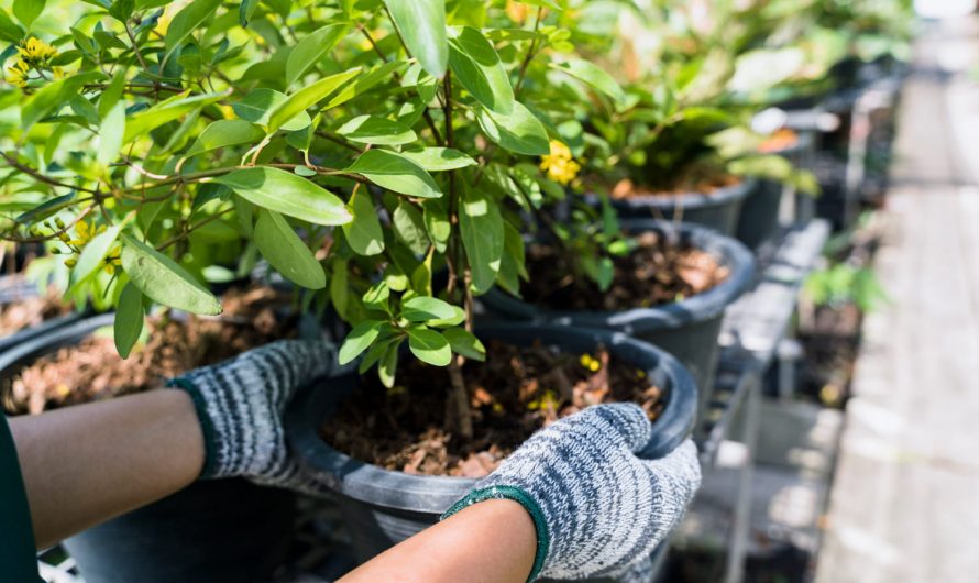 Сад без сюрпризів: як вибрати рослини, які переживуть морози