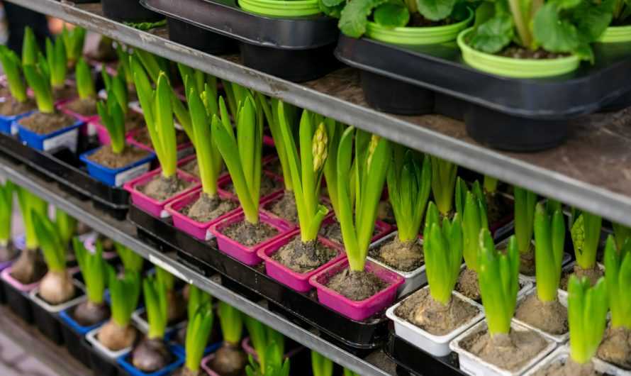 Лампа замість сонця: ідеї для освітлення, які справді працюють