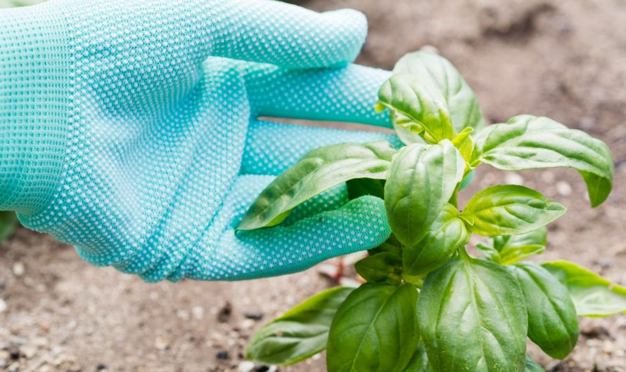 Не садіть ці рослини біля перцю — врожаю не буде!