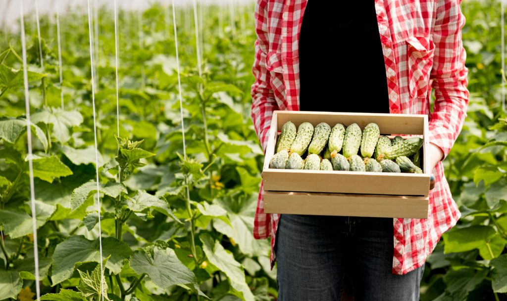 чому жовтіють пагони огірків