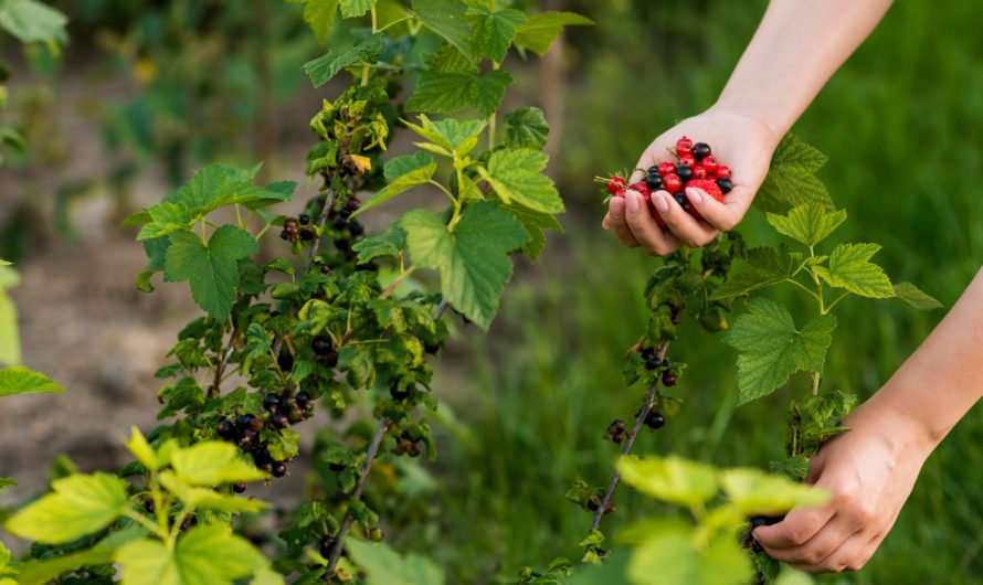 Спаси свой урожай: лучшие способы сохранить ягоды свежими