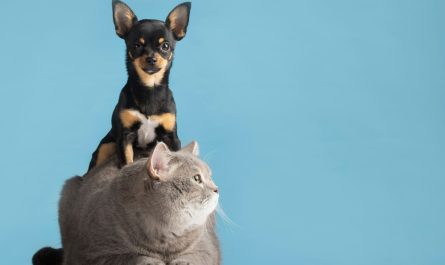 як правильно годувати улюбленця