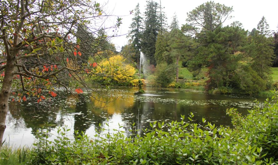 Фонтан, ставок чи водоспад? Оберіть своє водне диво!