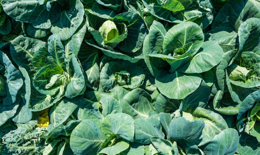 Тільки ці сорти капусти ростуть як на дріжджах в українському ґрунті!