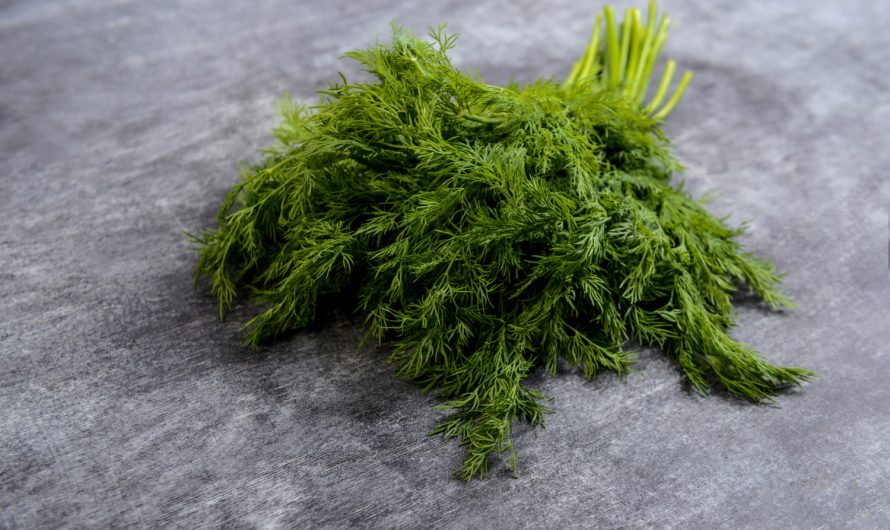 Кріп та петрушка ростуть як шалені! Все завдяки цим 3 порадам