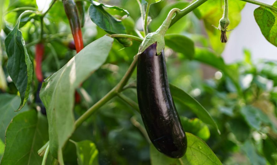 Сусіди питали, як я вирощую такі баклажани – ось мій секрет!